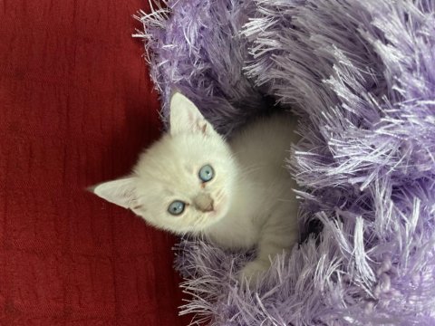 British shorthair çok sağlıklı oyuncu dişi bebeğimiz