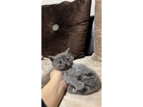 British shorthair ve scottish fold yavrular