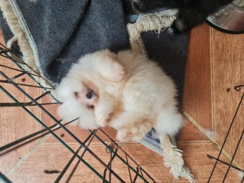 Pomeranian boo köpekleri