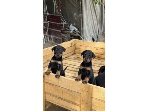 Doberman yavruları