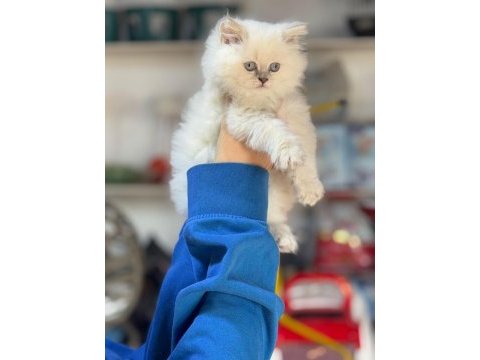 British longhair pamuk şekerler ailelerini arıyor