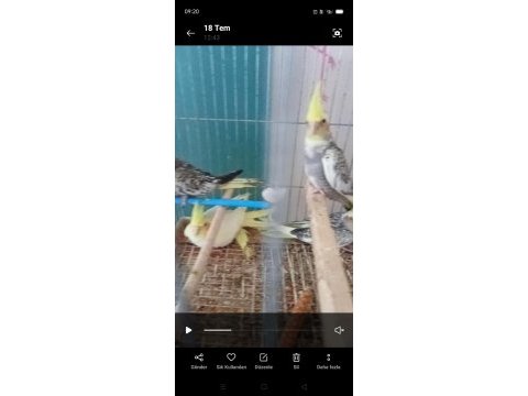 Sultan yavrular yem yemeye başladi gayet güzel sağlıklı