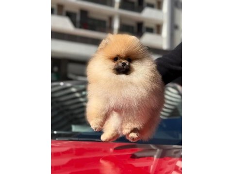 Safkan pomeranian yavruları