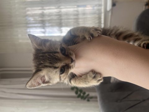 British shorthair silver tabby blue point kedilerimiz
