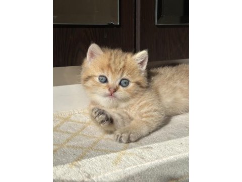 Golden erkek british shorthair yavru