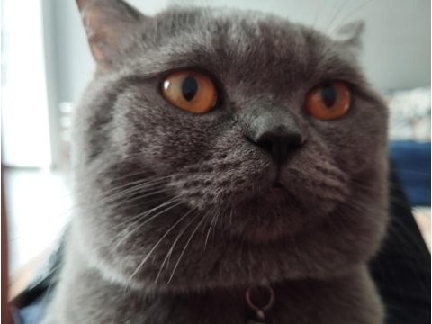 British shorthair mars yuva arıyor