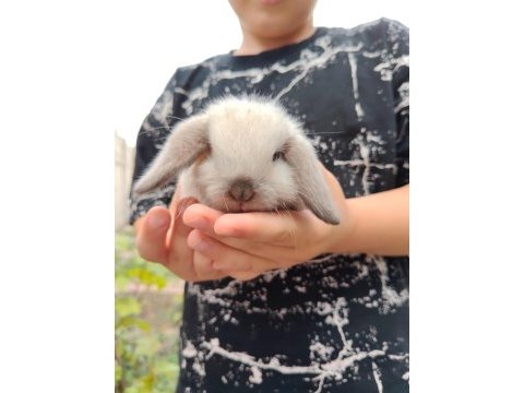 Lop melezi tavşan