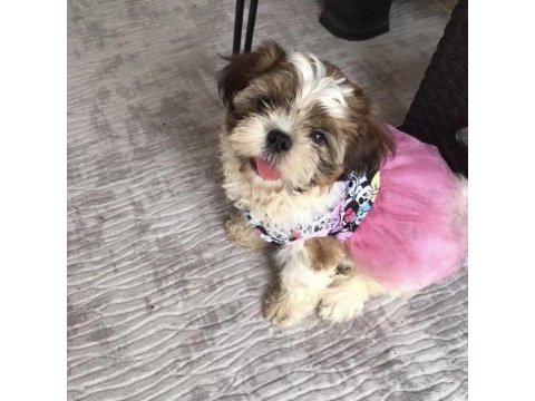 Shih tzu dünya tatlısı saf kan bebeklerimiz
