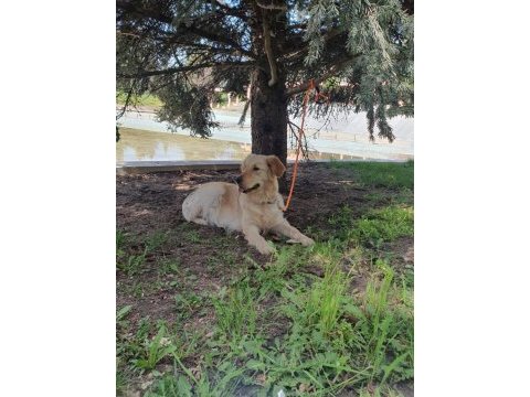 Çok sevecen dişi golden retriever