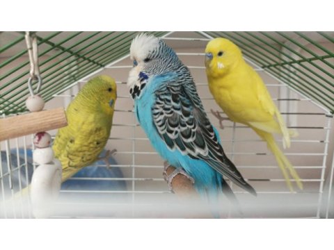 Muhabbet kuşlar tekli hepsi nasıl dersen