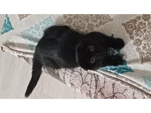Scottish fold kedimize ömürlük yuva aranıyor