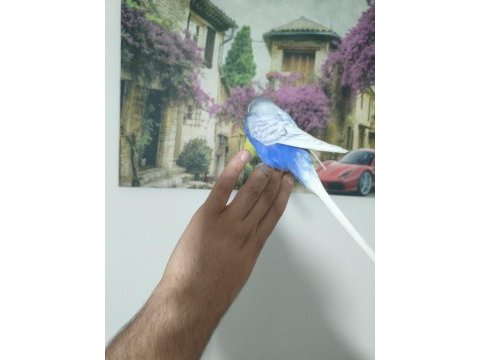 Acil muhabbet kuşumuz