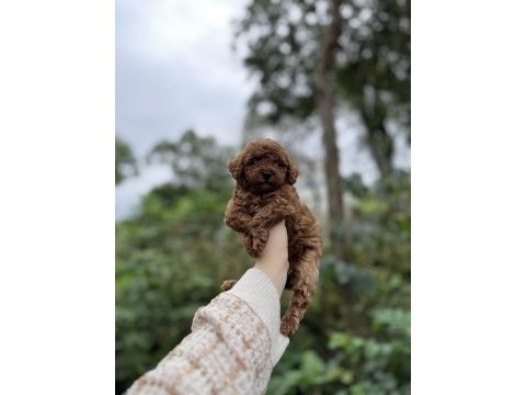 Birbirinden güzel toy poodle bebekler