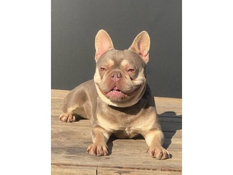 50 günlük a kalite yavrular french bulldog