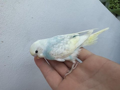 Renk güzeli yavru muhabbet kuşlar