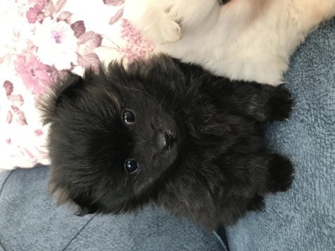Her renk pomeranian köpeğimiz mevcut