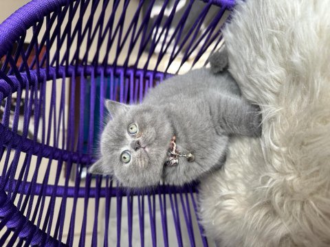British shorthair safkan yavru