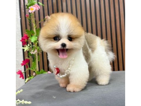 Parti color 3 aylık erkek pomeranian