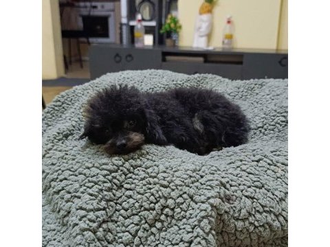 Mama karşılığı orjinal erkek toy poodle