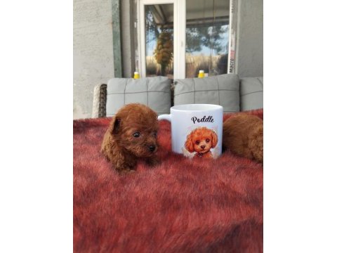 Kore toy poodle yavrularımız ruhsatlı çiftliği mızden