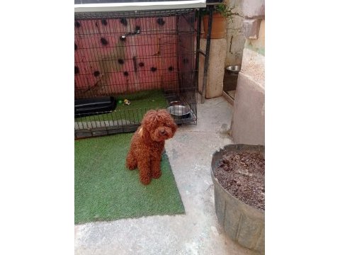 Meraklısına 1 numara poodle