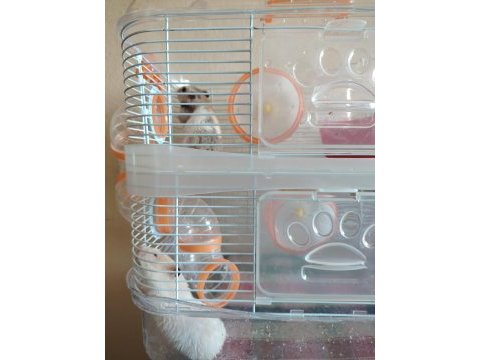 2 katlı kafesiyle çift hamster