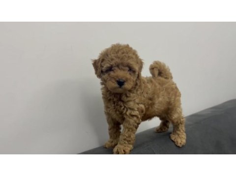 Kilo boy garantili toy poodle