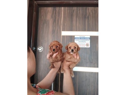 Maltipoo bebek yüzlü yavrularımız hazırlar