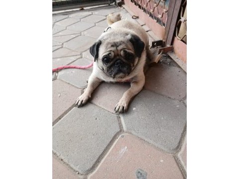 Sahibinden eğitimli dişi pug
