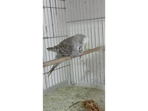 3 aylık şov jumbo muhabbet kuşlar