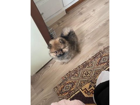 Mükemmel anatomi gülen yüz teddy bear pomeranian boo