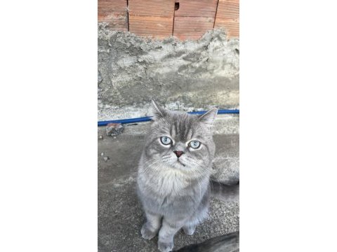 2 yaşında erkek kedimize dişi arıyoruz