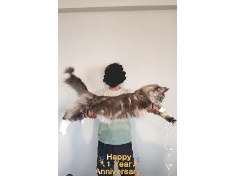Sağlık ve ırk garantili minik maine coon devler