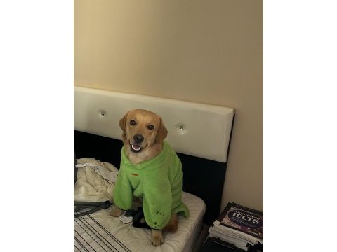 Labrador erkek oyuncu