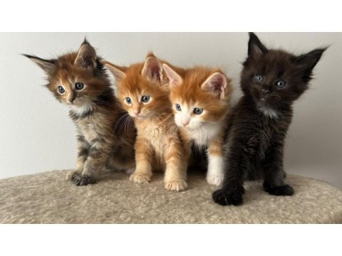 Sağlık ve ırk garantili minik maine coon devler