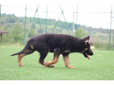 Showline erkek alman çoban köpeği yavru