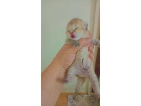 Şecereli golden anne baba yavruları kediler