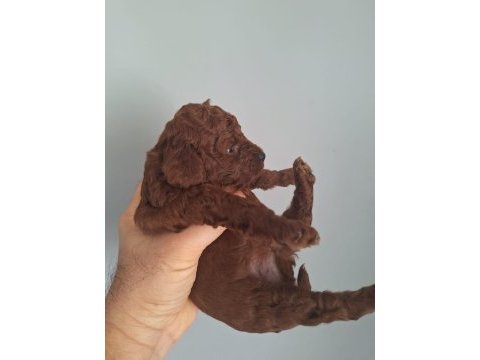 Poodle bebekler