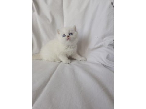 Safkan cana yakın sosyal british shorthair bebekler