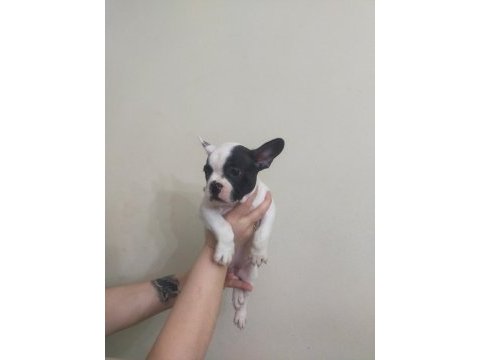 Son kalite french bulldog yavrular