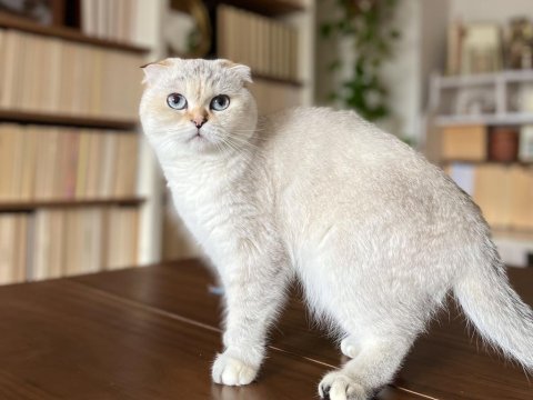 Golden point kedimize maalesef yuva arıyoruz