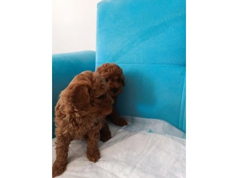 Poodle yeni yuvalarını arıyorlar