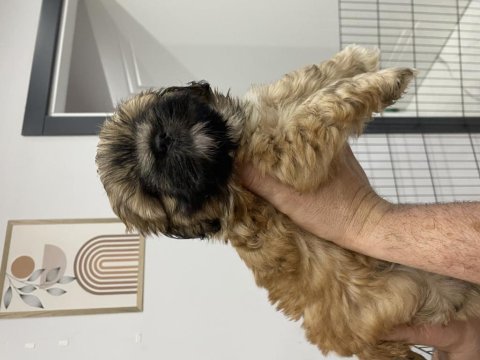 Yavru shih tzu larım 
