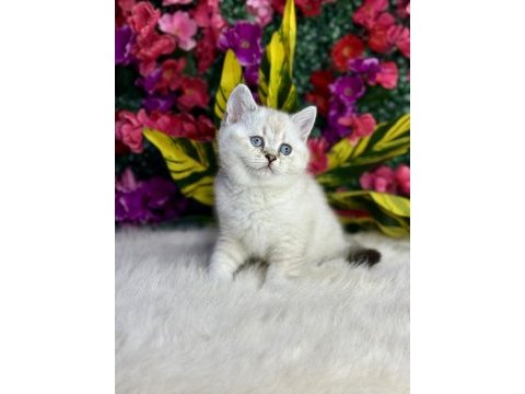 Anne altından safkan yavru kediler