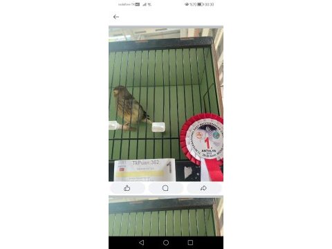 Güzel kanaryalar