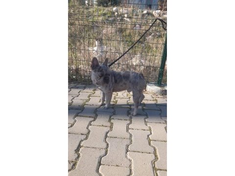 Blue merle 2 yaşında erkek french bulldog