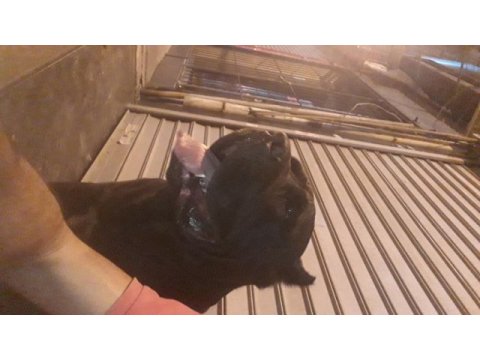 A scr cane corso bebekler 04,04,2024
