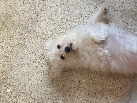 Terrier balım için güzel bir yuva