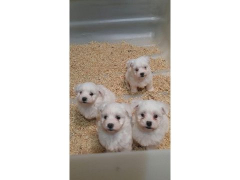 Muhteşem maltese terrier yavrularımız