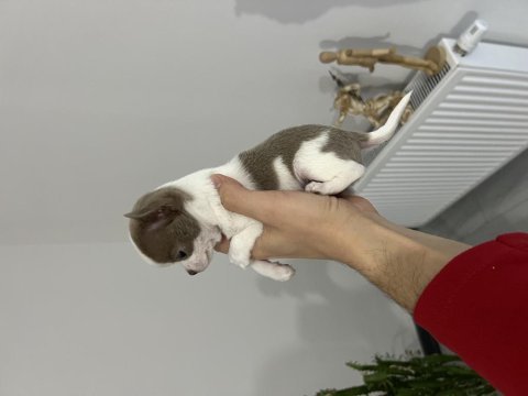 Micro nadir renk ve muhteşem anatomi chihuahua